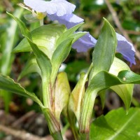 Commelina undulata R.Br.